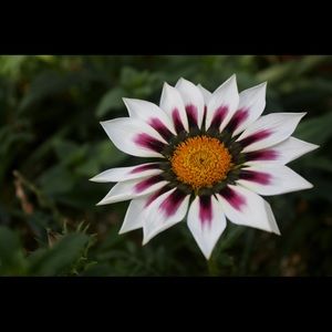 Meet your Posher, Gabrielle